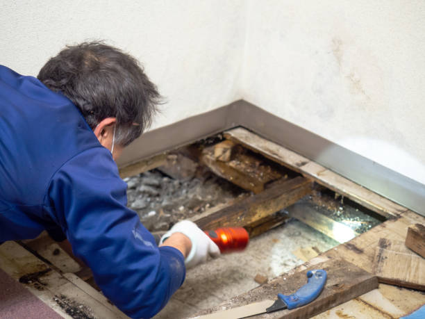 Best Water Damage Restoration  in West Ack, NY
