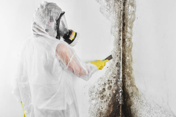 Professional Mold Removal in West Nyack, NY