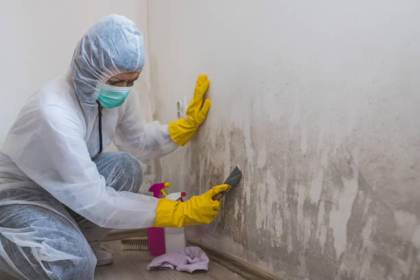 Best Certified Mold Removal  in West Ack, NY