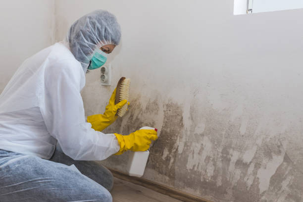 Best Attic Mold Removal  in West Ack, NY