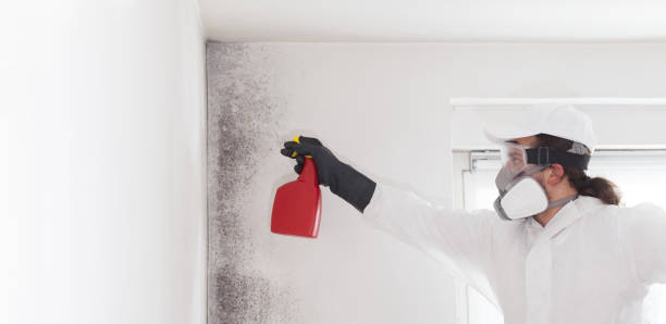 Best Fast Mold Removal  in West Ack, NY