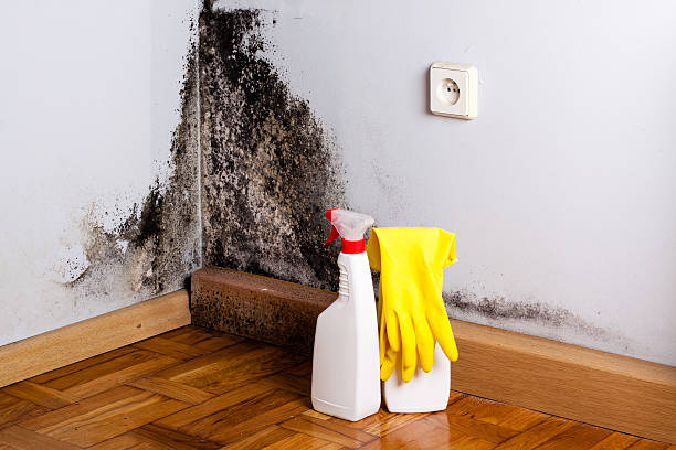 Best Same-Day Mold Removal  in West Ack, NY