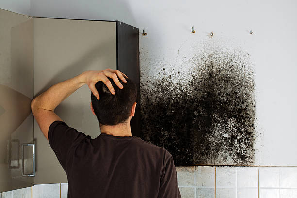 Best Black Mold Removal  in West Ack, NY