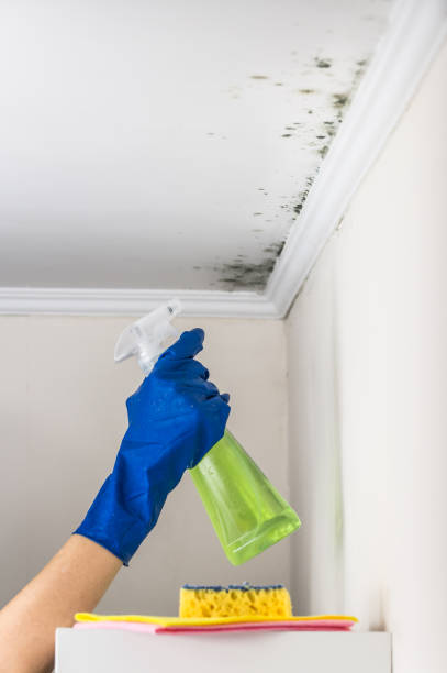 Best Mold Remediation  in West Ack, NY